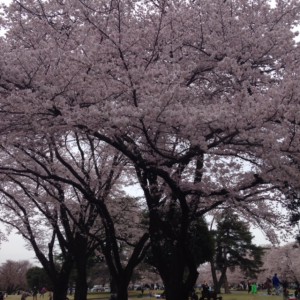 image1