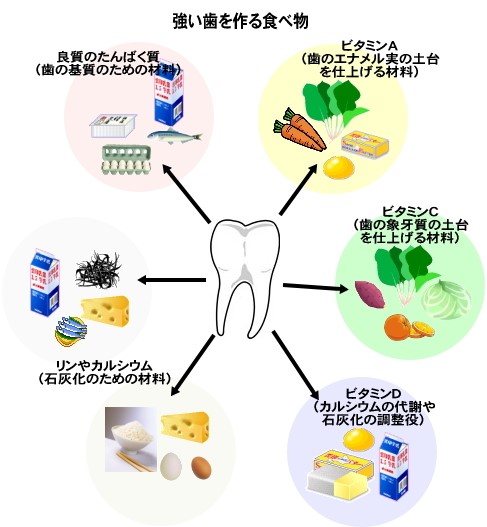 歯 を 強く する 栄養素